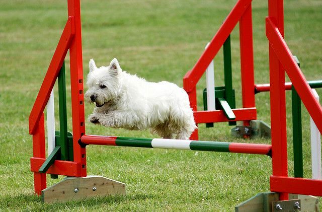 west highland white terrier charakterystyka i pielęgnacja
