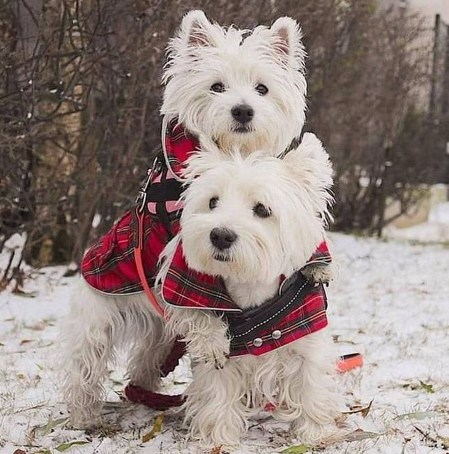 west highland white terrier charakterystyka i pielęgnacja 