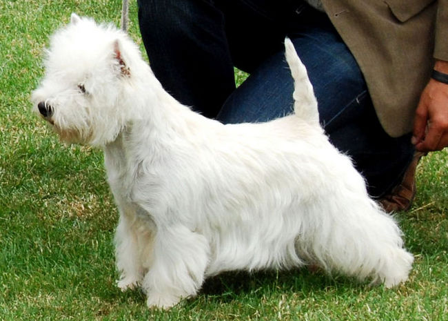west highland white terrier charakterystyka i pielęgnacja