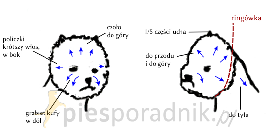 west highland white terrier charakterystyka i pielęgnacja