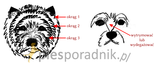 west highland white terrier charakterystyka i pielęgnacja