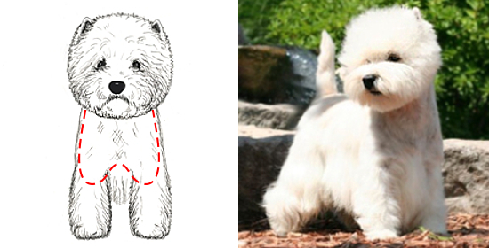 west highland white terrier charakterystyka i pielęgnacja