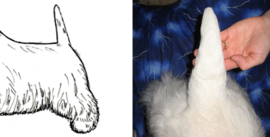 west highland white terrier charakterystyka i pielęgnacja