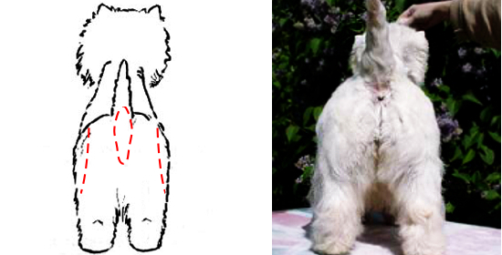 west highland white terrier charakterystyka i pielęgnacja