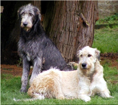 chart irlandzki charakterystyka i pielęgnacja