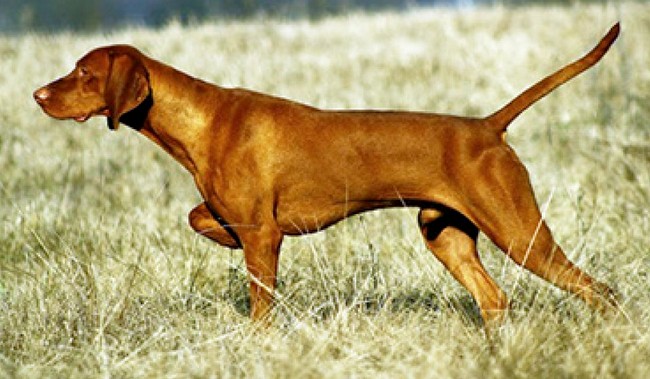 wyżeł węgierski charakterystyka i pielęgnacja 