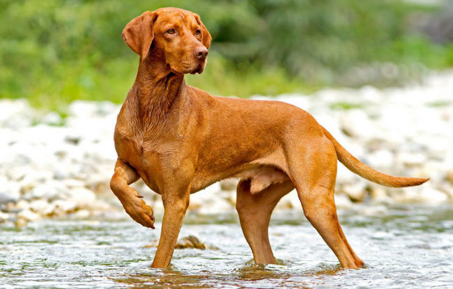wyżeł węgierski charakterystyka i pielęgnacja