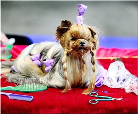 yorkshire charakterystyka i pielęgnacja 