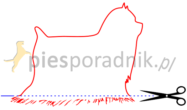 yorkshire charakterystyka i pielęgnacja