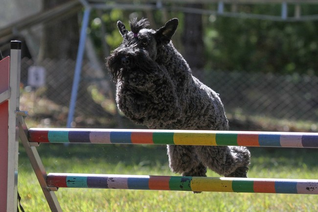 kerry blue terrier charakterystyka i pielęgnacja