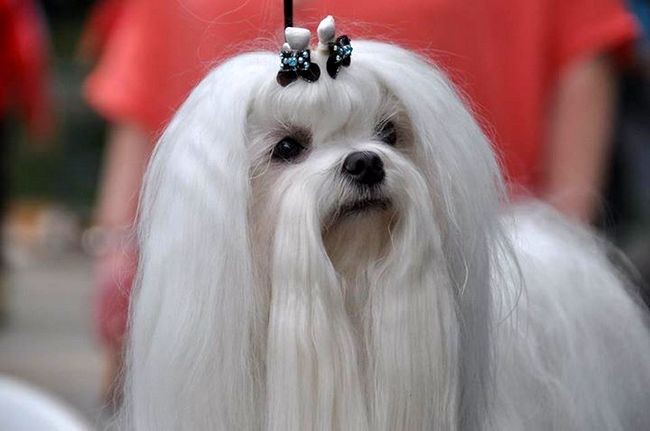 kucyk u maltańczyka