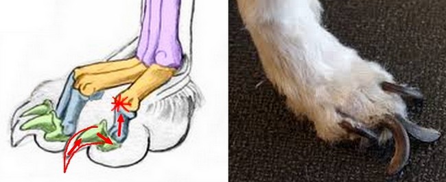 obcinanie pazurów u psa