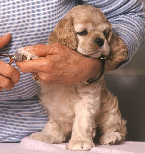 pielęgnacja szczeniąt