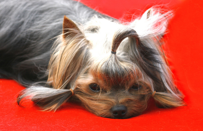 zakładanie papilotów u psa