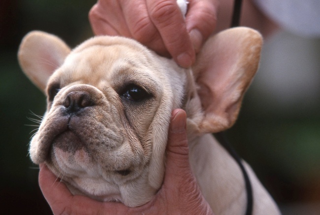 pielęgnacja szczeniąt