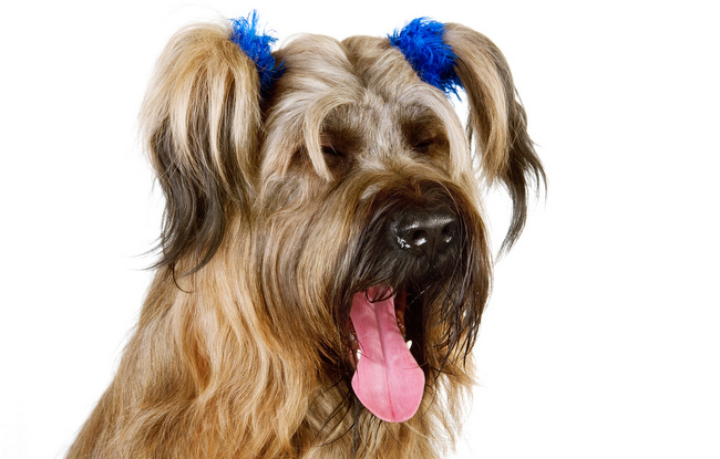 czy pies przez grzywkę coś widzi