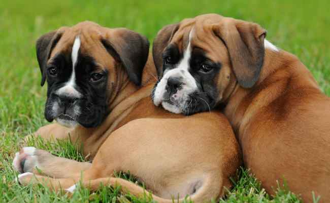 pies sierść krótka