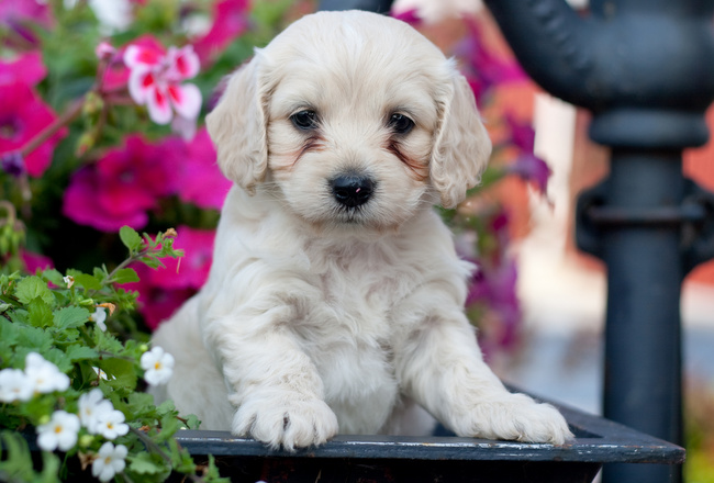 pielęgnacja białego psa