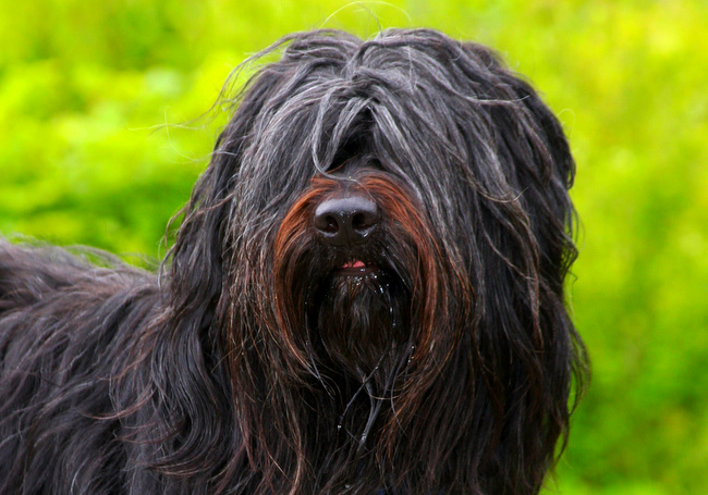 pielęgnacja czarnego psa