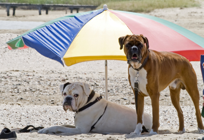 pielęgnacja psa latem