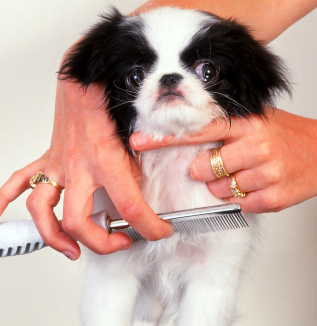 pielęgnacja szczeniąt