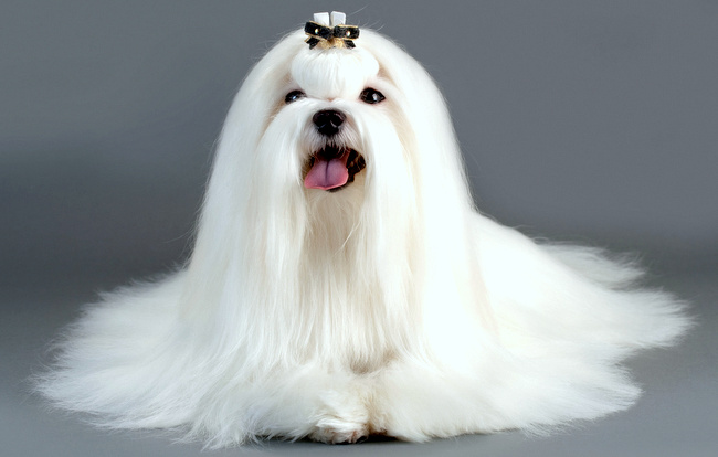 pielęgnacja białego psa