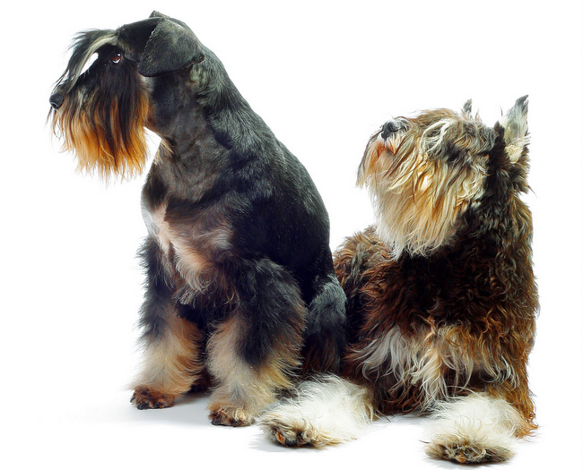 pielęgnacja czarnego psa