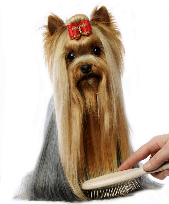 zakładanie papilotów u psa