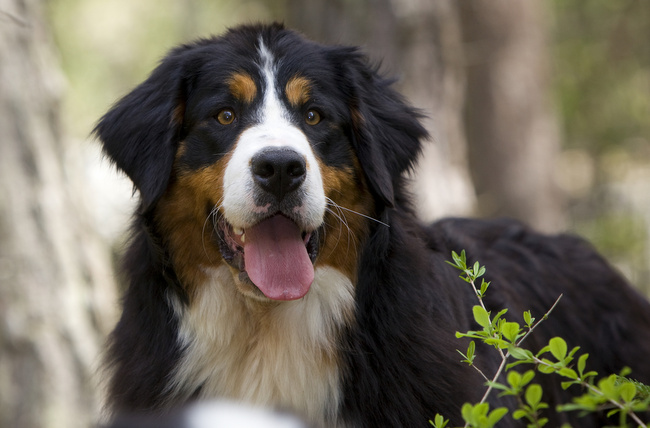 pielęgnacja czarnego psa