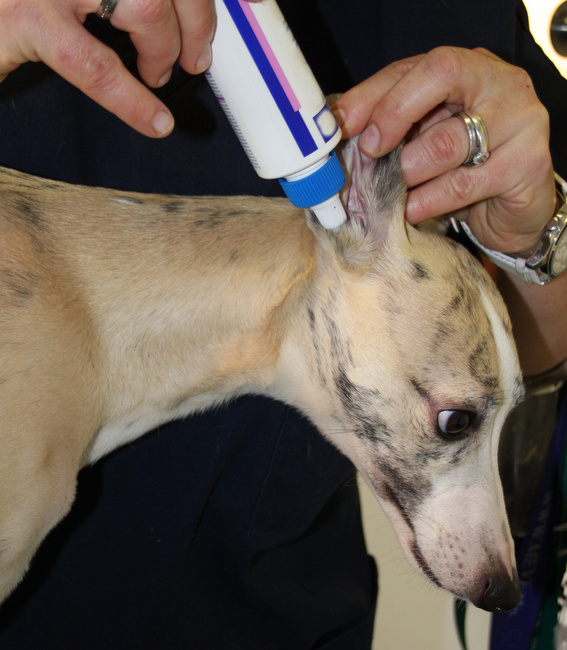 jak czyścić psu uszy