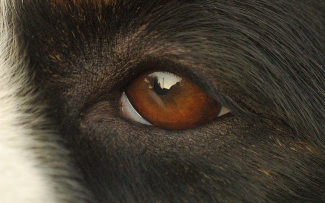 pielęgnacja oczu u psa