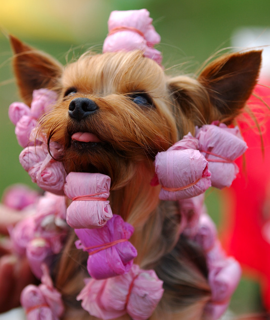 zakładanie papilotów u psa