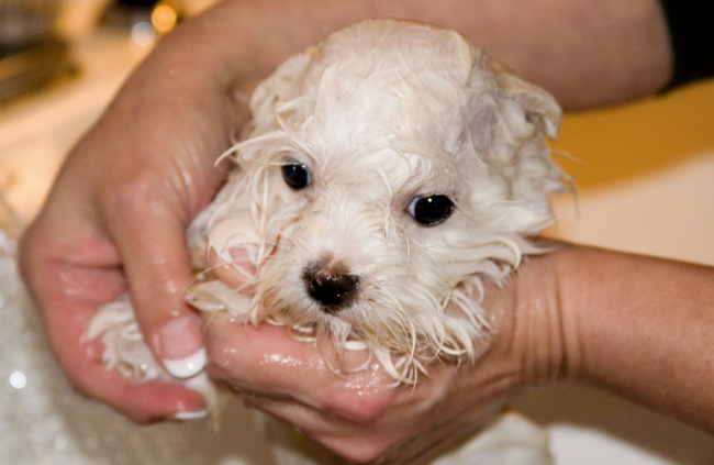 pielęgnacja białego psa