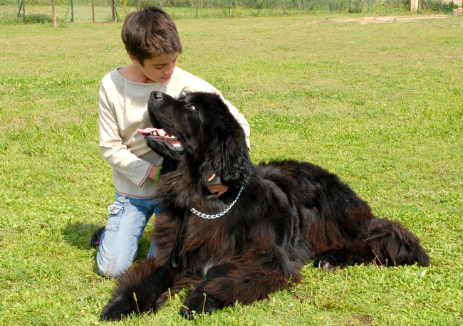 pielęgnacja czarnego psa