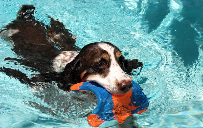 pielęgnacja psa latem