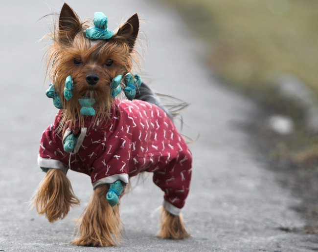 zakładanie papilotów u psa