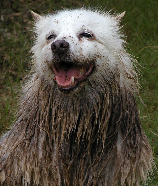 pielęgnacja białego psa