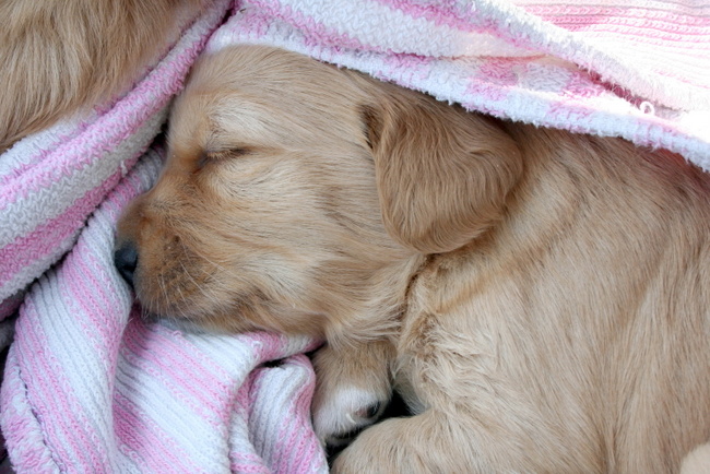 pielęgnacja szczeniąt