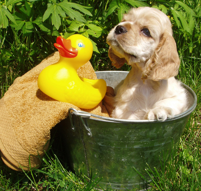 pielęgnacja szczeniąt