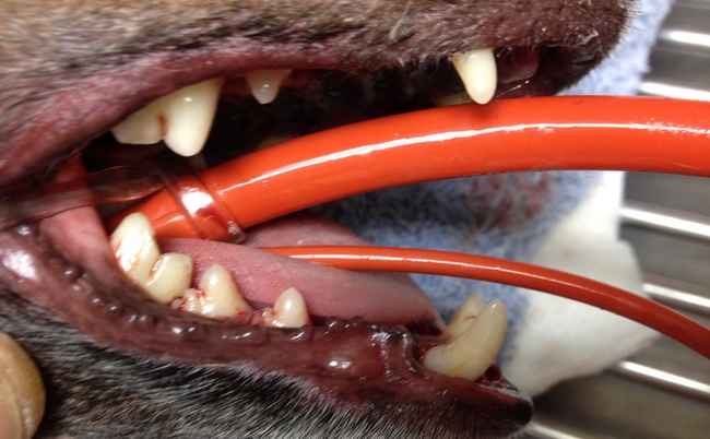 Pielęgnacja zębów u psa