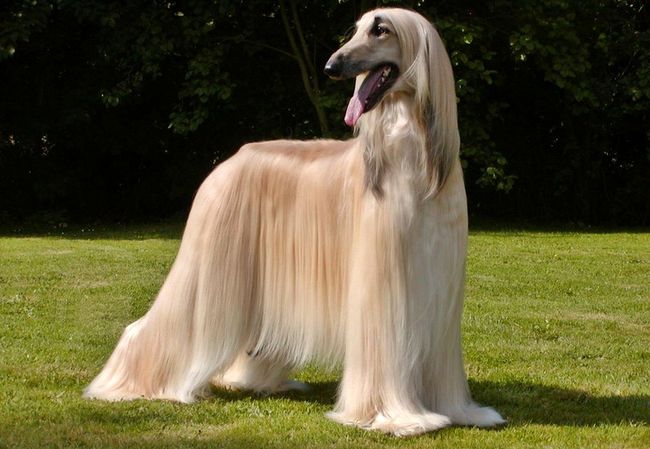 czystość bez kąpieli