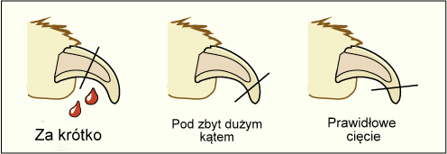 obcinanie pazurów u psa