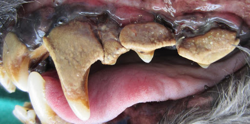 Pielęgnacja zębów u psa