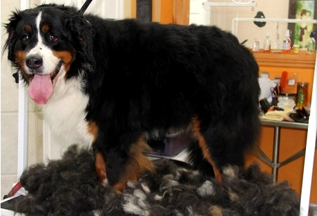 wymiana sierści linienie