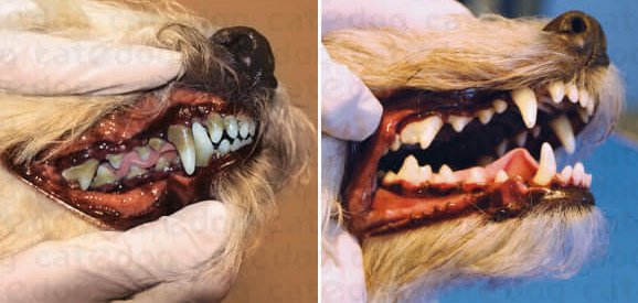 Pielęgnacja zębów u psa