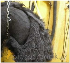 pielęgnacja psa latem