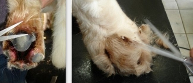 pielęgnacja psich łap