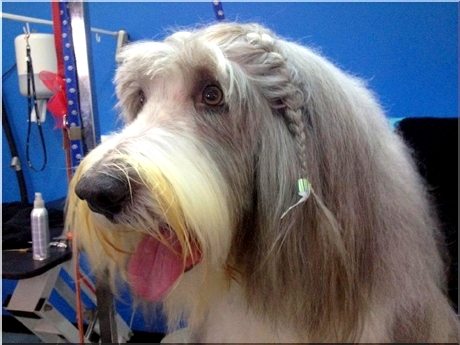 czy pies przez grzywkę coś widzi