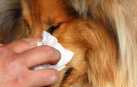 pielęgnacja oczu u psa