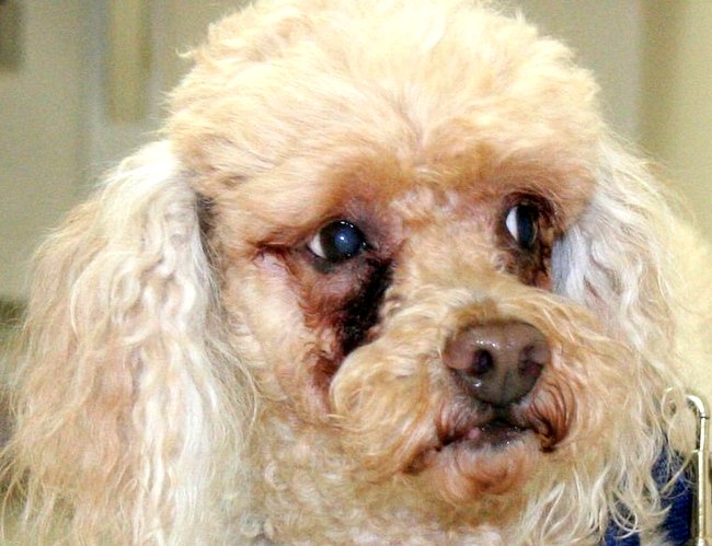 żółte zacieki pod oczami